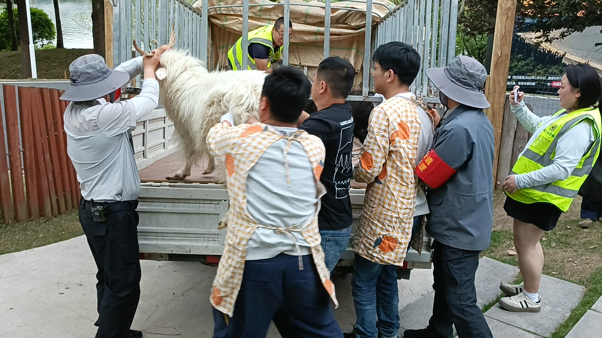 【成都麓客岛——动物专车运输】