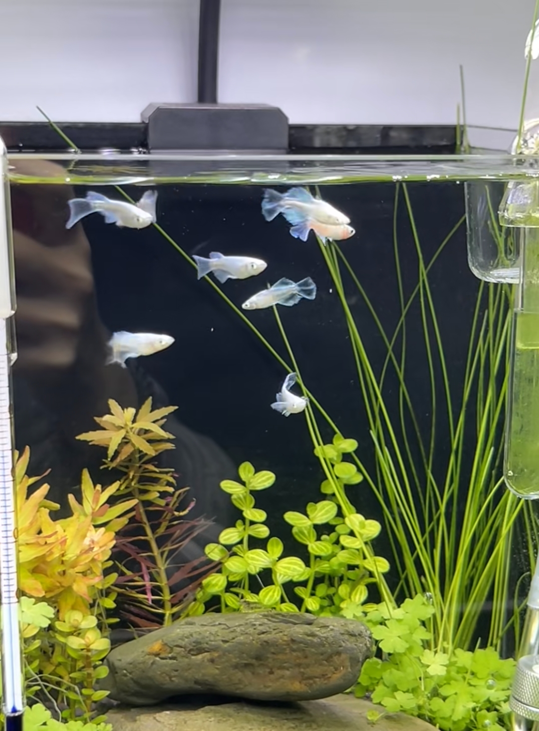 成都观赏鱼航空托运：安全速达，鲜活无忧